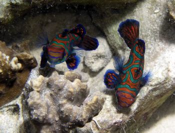 Olympus 5050/ Mandarin Fish/ Palau/ February 2004 by Stuart Nelson 